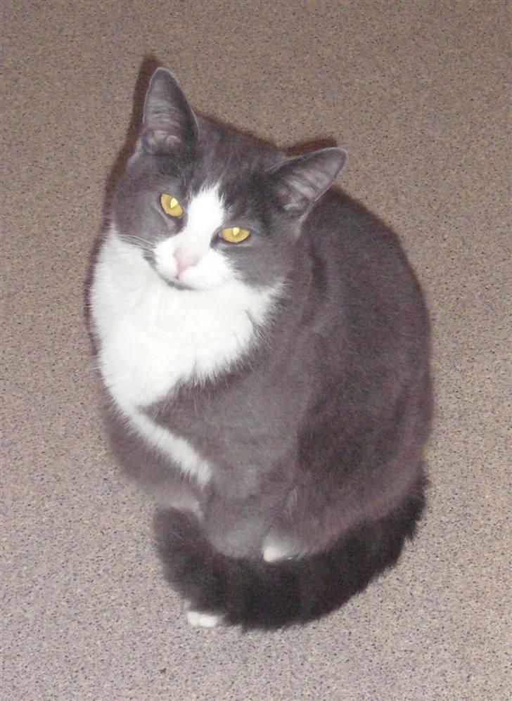 Huskat Missemanden *R.I.P* - Missemanden.. billede 1