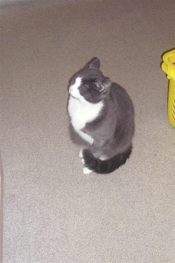 Huskat Missemanden *R.I.P* billede 2