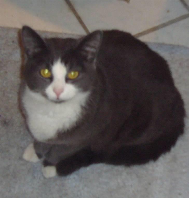 Huskat Missemanden *R.I.P* billede 3