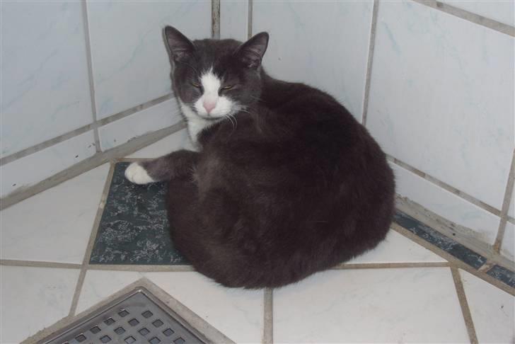 Huskat Missemanden *R.I.P* - Vi ligger lige i brusekabinen og slapper af :P billede 4