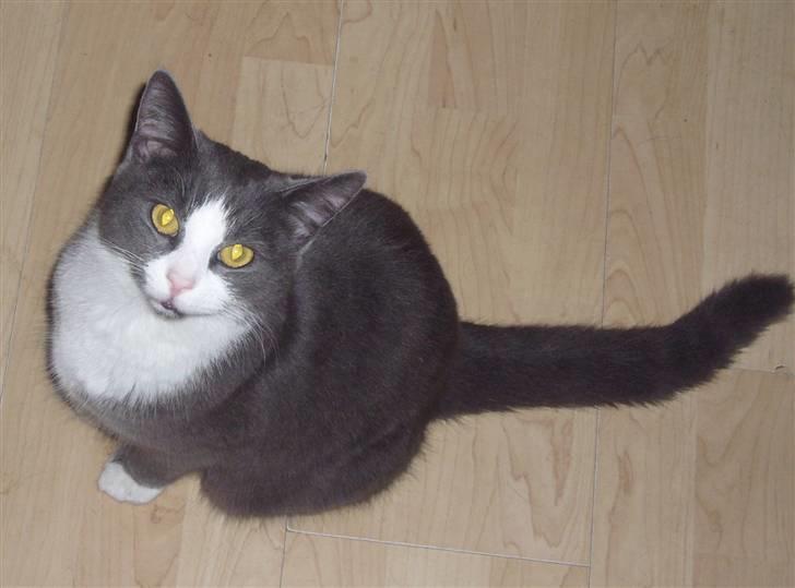 Huskat Missemanden *R.I.P* billede 5