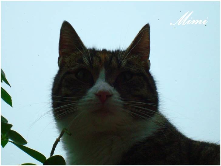 Blanding af racer Graugaards Mimi - Hæhæ.. billede 15