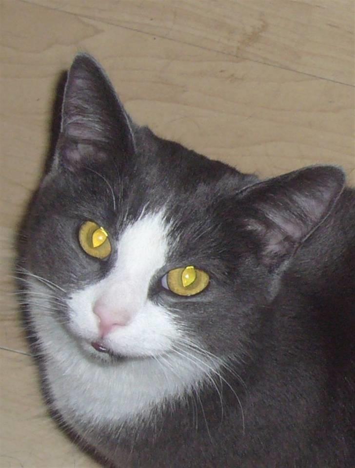 Huskat Missemanden *R.I.P* - "Heej" Siger missen :D billede 6