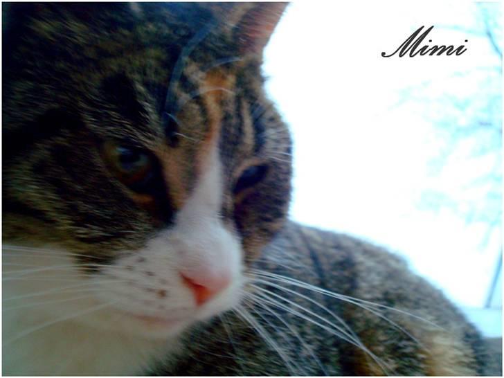 Blanding af racer Graugaards Mimi - Wow, hvor er jeg smuk xD billede 16