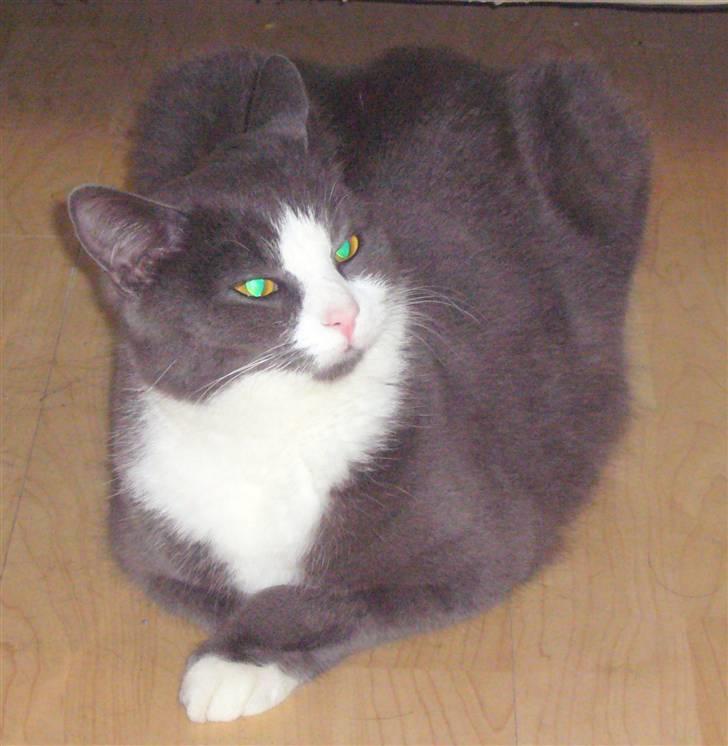 Huskat Missemanden *R.I.P* - Råhygge  billede 7