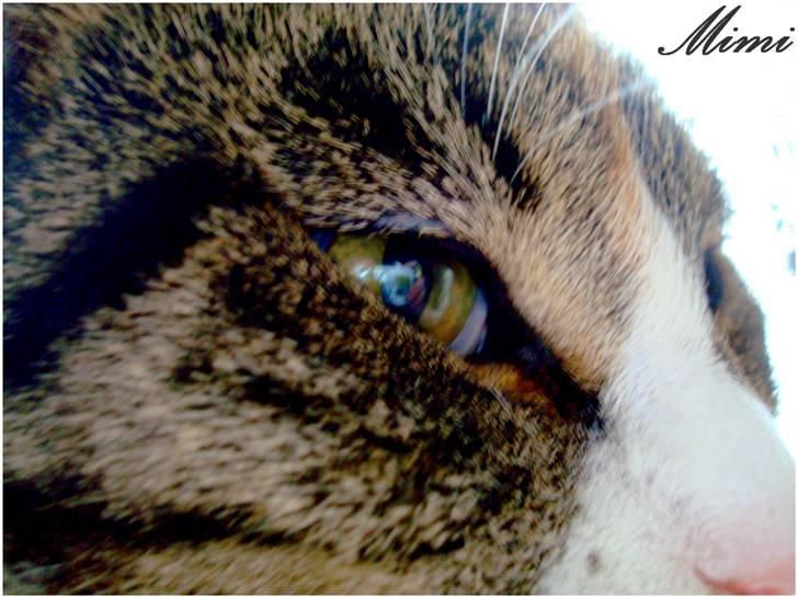 Blanding af racer Graugaards Mimi - Farvel, husk at bedømme mig xD billede 17