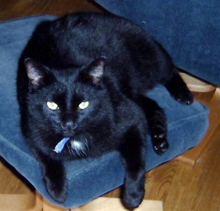 Huskat Speedy billede 1