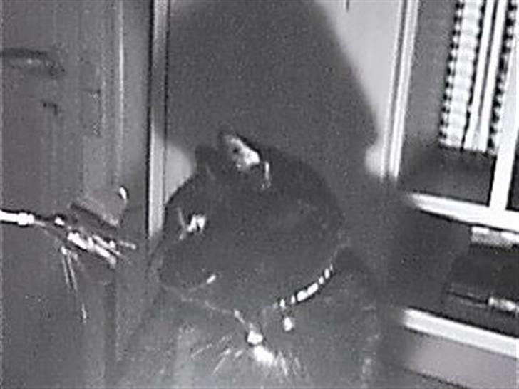 Huskat Speedy billede 2