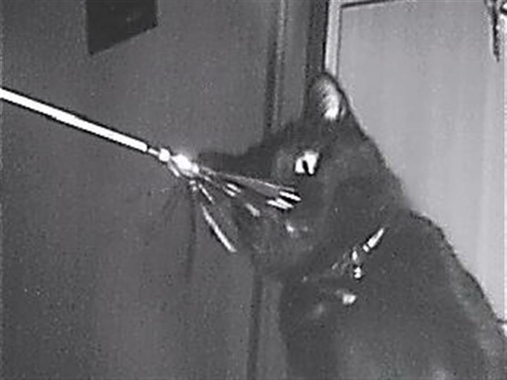 Huskat Speedy billede 3