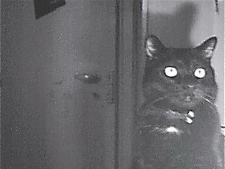 Huskat Speedy billede 4