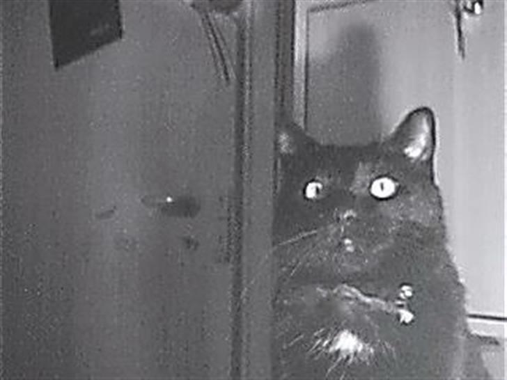 Huskat Speedy billede 5