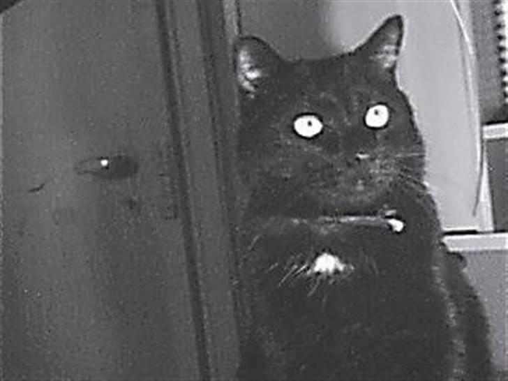 Huskat Speedy billede 6