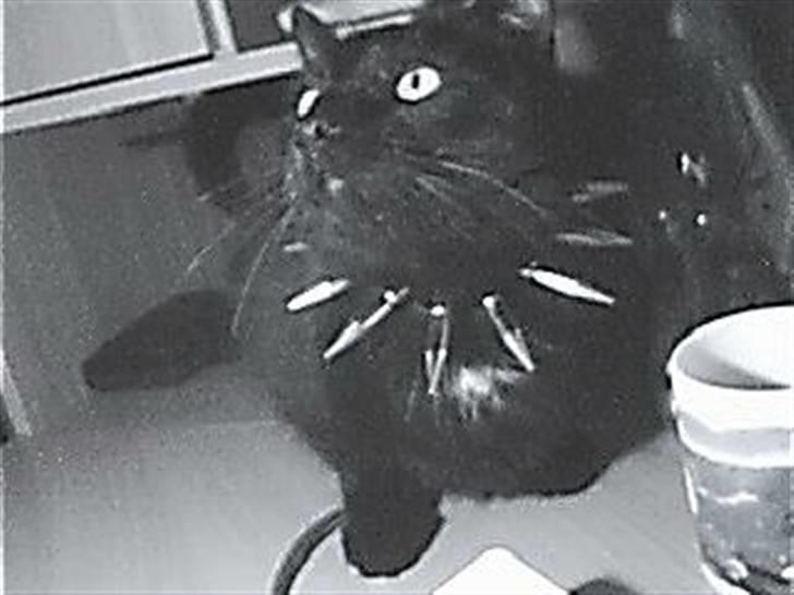 Huskat Speedy - Han var helt syg med mit armbånd.. Hardcore mis ;) billede 7