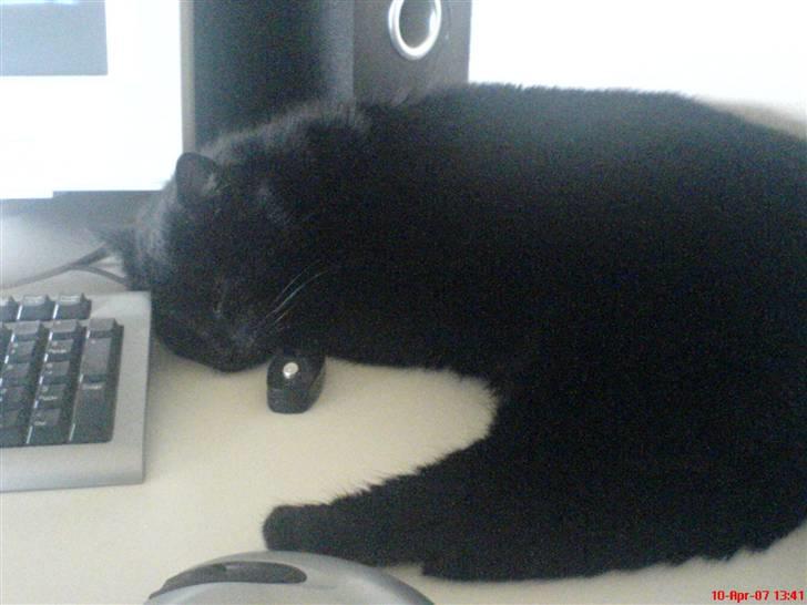 Huskat Speedy - Han elskede at ligge og sove ved computeren.. Specielt ved min kærestes hihi billede 8