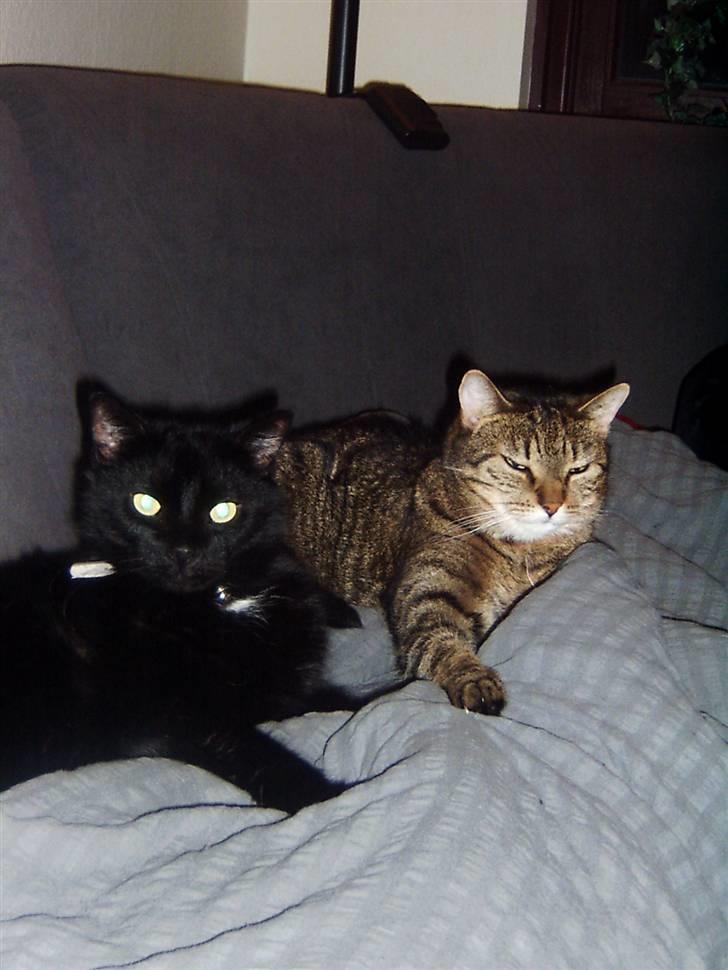 Huskat Speedy - Vil altid elske jer misserne :´( billede 10