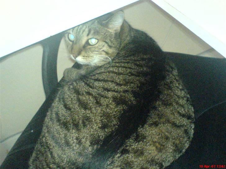 Huskat Lazy billede 1