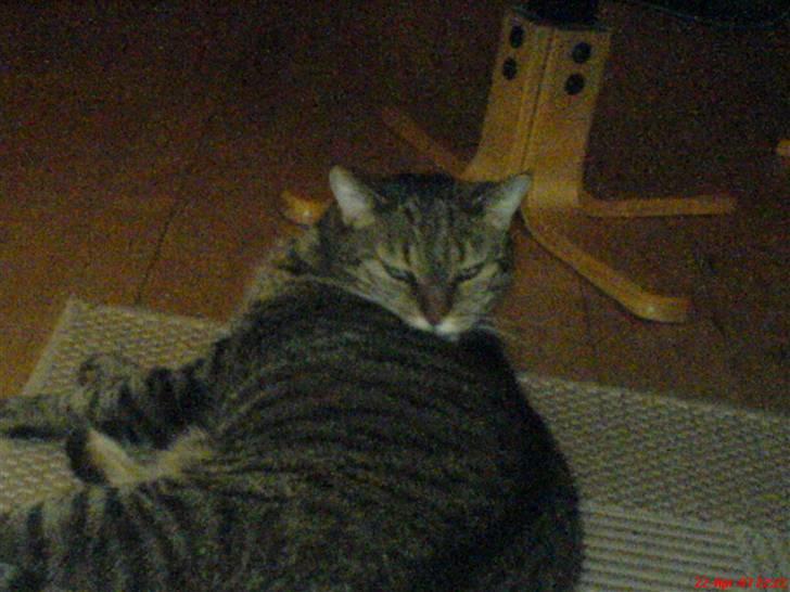 Huskat Lazy billede 2