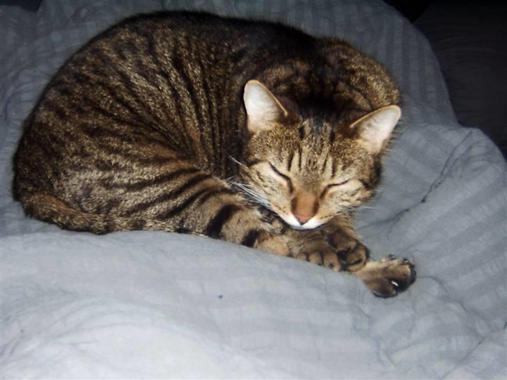 Huskat Lazy billede 3