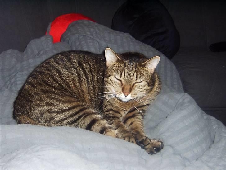 Huskat Lazy billede 4