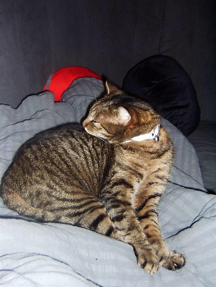 Huskat Lazy billede 5