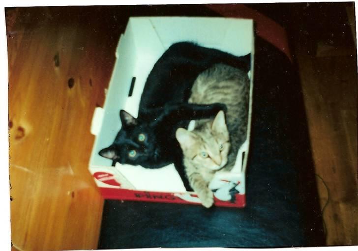 Huskat Speedy - Speedy & Lazy da de var helt små  billede 11