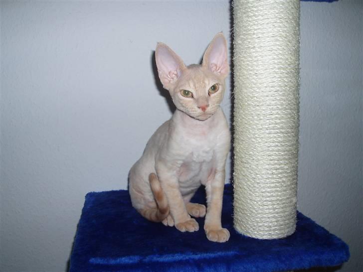 Devon Rex DK Crispus Luke SkyWalker billede 7