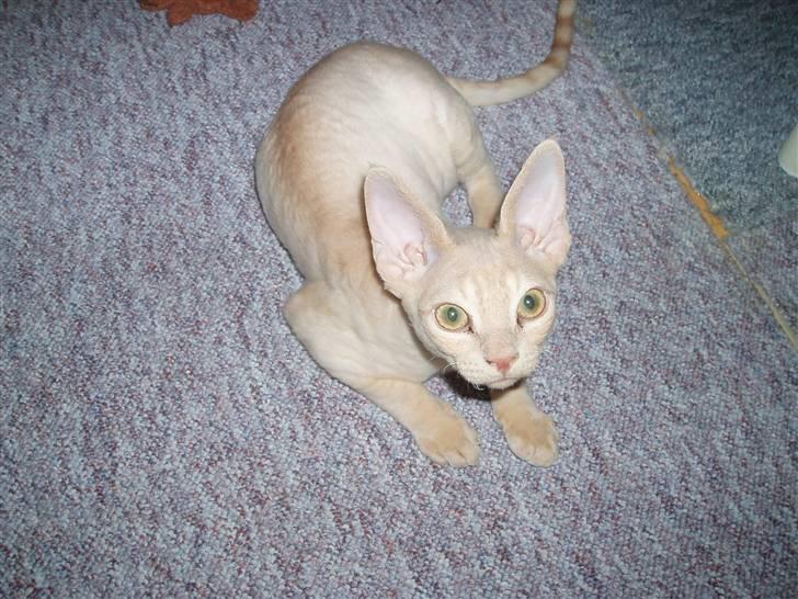 Devon Rex DK Crispus Luke SkyWalker billede 8