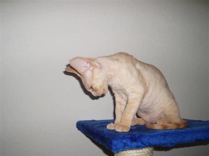 Devon Rex DK Crispus Luke SkyWalker billede 9