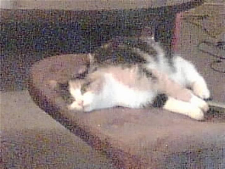 Huskat pummel - er jeg da ikke dejlig billede 6