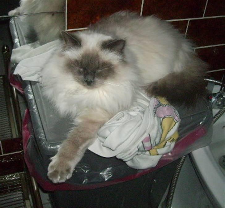 Hellig Birma mozart - zzz zzz billede 4
