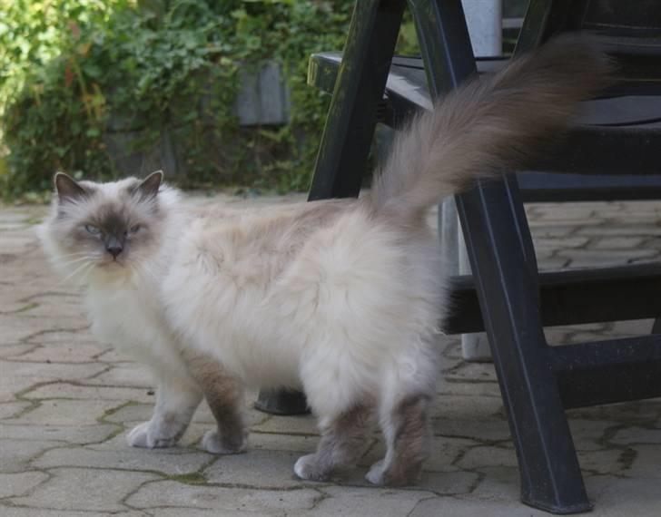 Hellig Birma mozart billede 5