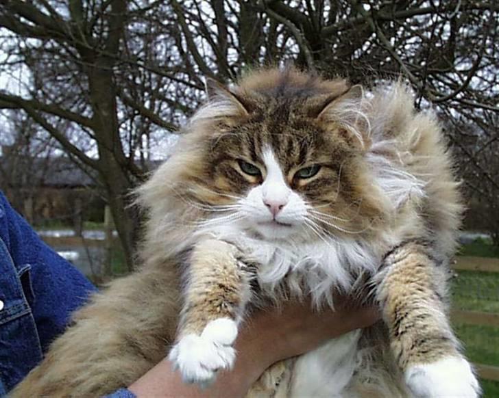 Norsk Skovkat Europas Mille Fleur - 19 år gamle Mille....min aller første avlsmis ;o)  billede 1