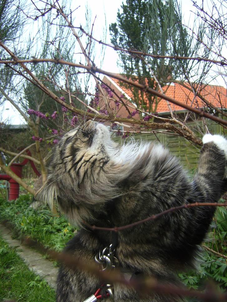 Norsk Skovkat Tarzan billede 1