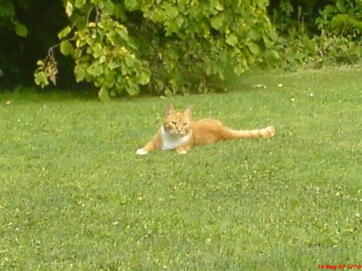 Blanding af racer Felix billede 12