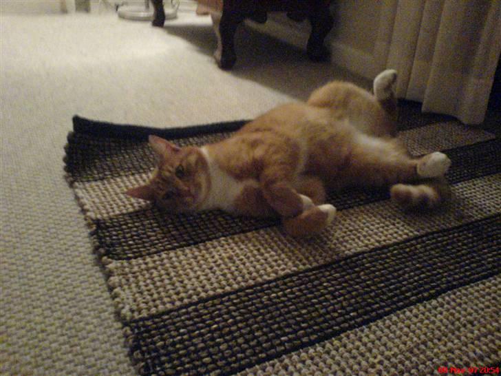 Blanding af racer Felix billede 13