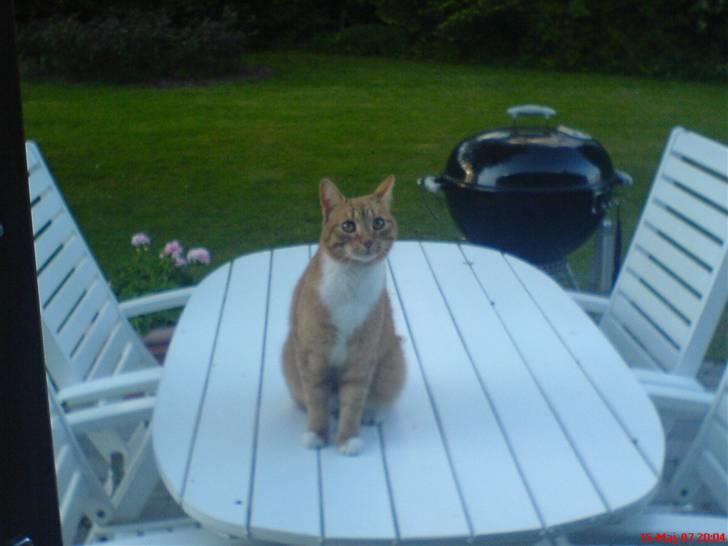 Blanding af racer Felix billede 15