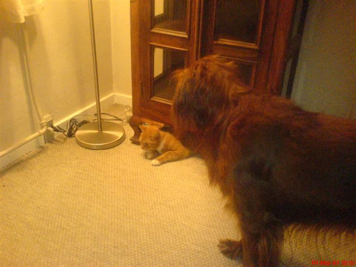 Blanding af racer Felix - når frej & felix leger :)  billede 16