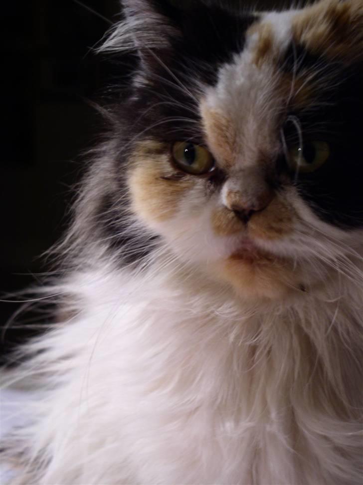 Perser Bine - BINE-pigen billede 1