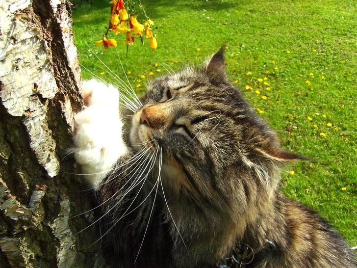 Norsk Skovkat Tarzan billede 2