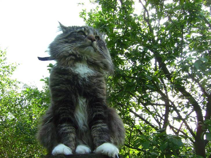 Norsk Skovkat Tarzan billede 3