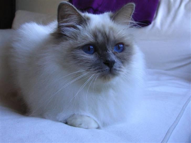 Hellig Birma DK CH Nine Bells Hallie - Hallie og hendes blå øjne. billede 14