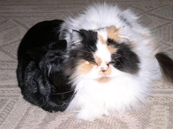 Perser Bine - Bine og Joppe-kanin-ven billede 2