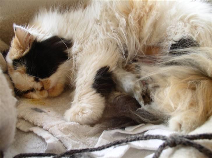 Perser Bine - Bine-mor billede 3