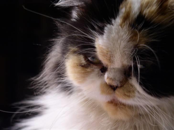 Perser Bine billede 4