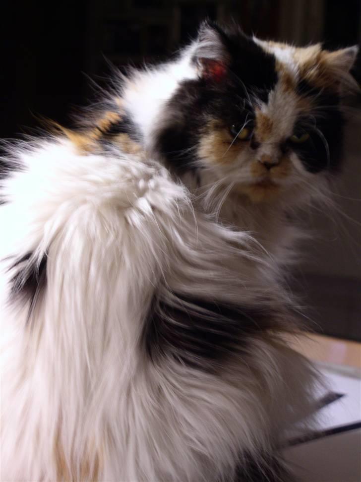 Perser Bine billede 5