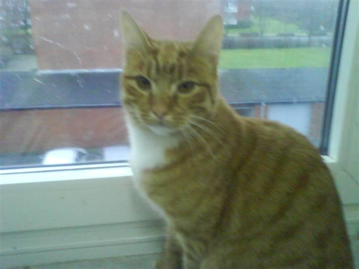 Huskat Mikkel (musse) aflivet  billede 14