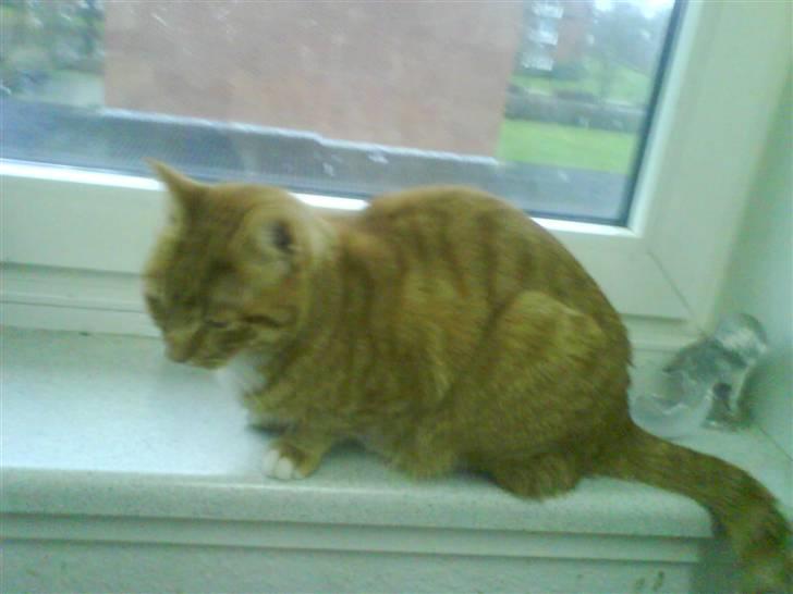 Huskat Mikkel (musse) aflivet  billede 15