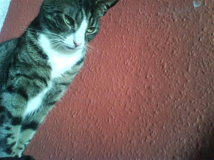 Huskat Lillebror (basse) billede 15