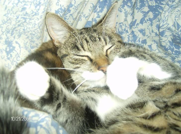 Huskat Lilo - Nu sover jeg lige, kan i ikke lige lade mig være =) billede 13