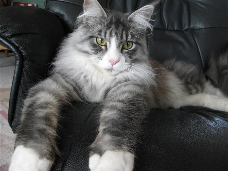 Maine Coon Anakin Skywalker - Man er vel lækker billede 1